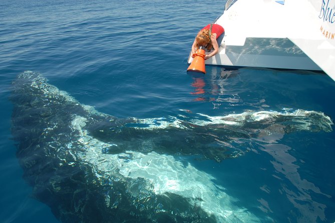 Fraser Island Whale Watch Encounter - The submerged platform and hydrophone