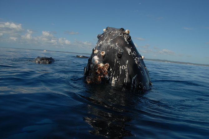 Fraser Island Whale Watch Encounter - Meals, tea, and the practical comfort of a full day