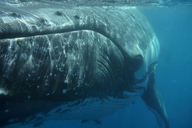Fraser Island Whale Watch Encounter - The 7:30am start from Hervey Bay