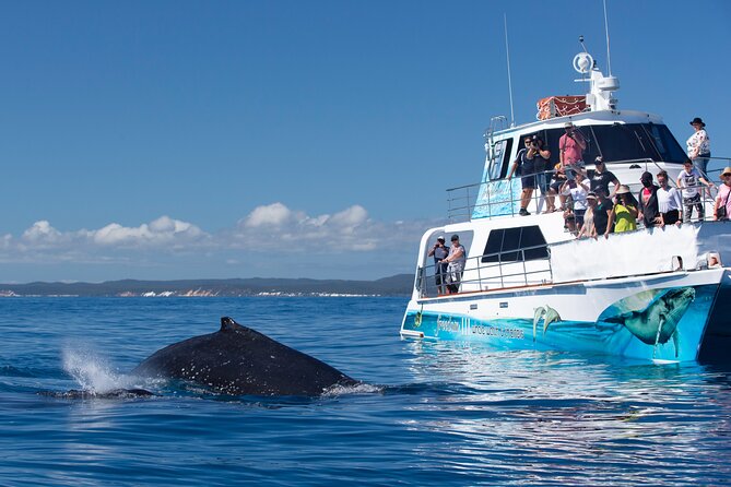 Freedom 3/4 Day Hervey Bay Premium Whale Watching Cruise - Why six hours matters in Platypus Bay