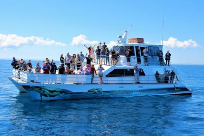 Freedom 3/4 Day Hervey Bay Premium Whale Watching Cruise