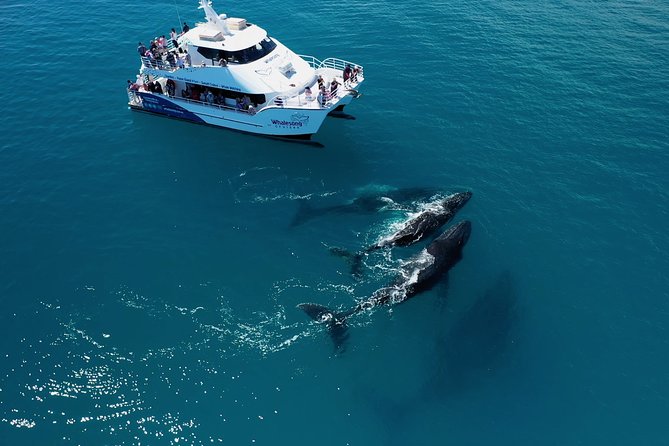 Freedom 3/4 Day Hervey Bay Premium Whale Watching Cruise - The return trip and afternoon tea