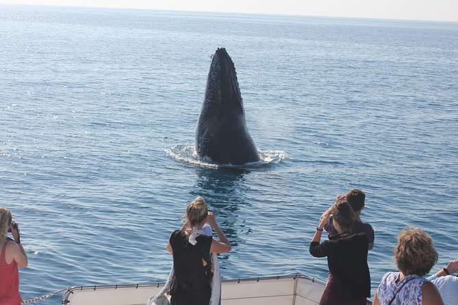 Freedom 3/4 Day Hervey Bay Premium Whale Watching Cruise - What the $125.43 price really covers