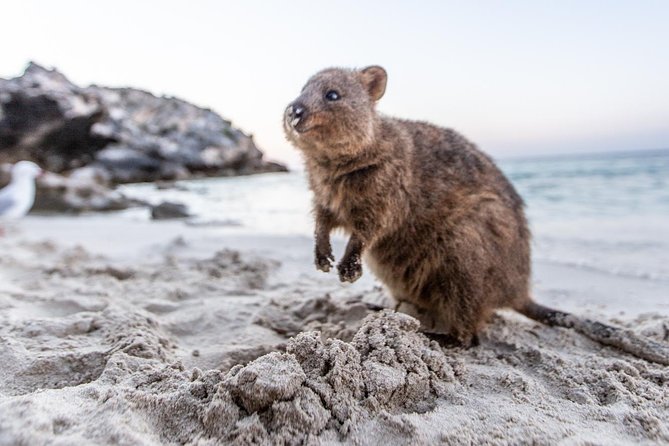 Fremantle to Rottnest Island Roundtrip Ferry Ticket - Quokkas, beaches, and the limits of seven hours