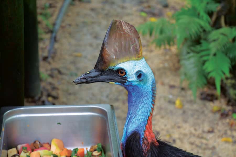 Friends in the Rainforest Package: Koala Gardens & Birdworld - Key points to know before you go