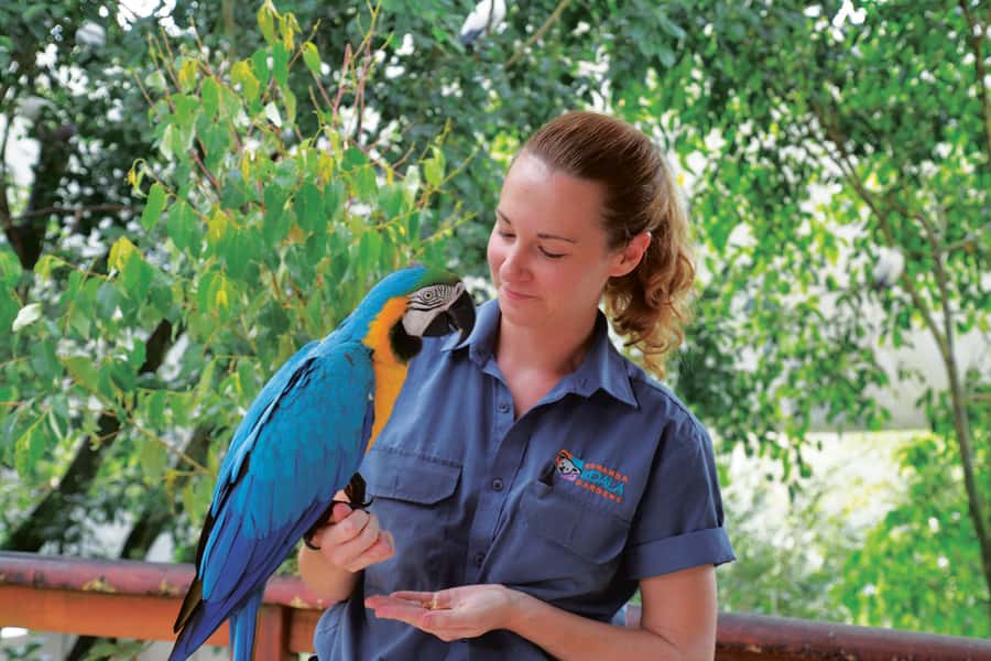 Friends in the Rainforest Package: Koala Gardens & Birdworld - Two Kuranda wildlife stops in one day