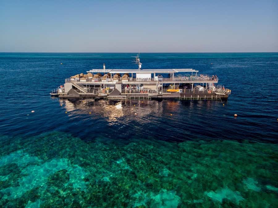 From Airlie Beach: Great Barrier Reef Adventure Cruise - What you see while snorkeling