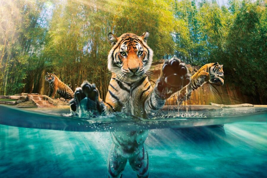 From Brisbane: Australia Zoo Ticket and Roundtrip Transfer - Key points to know before booking