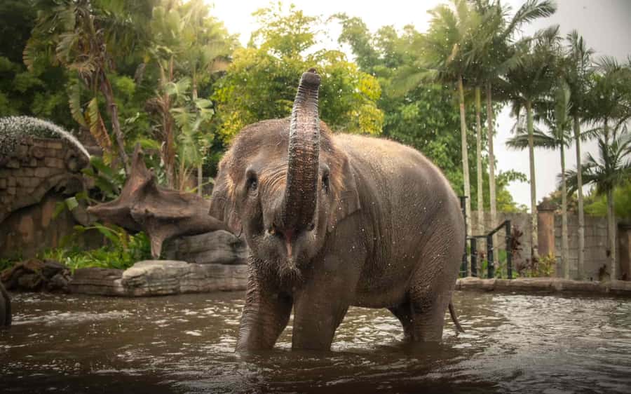 From Brisbane: Australia Zoo Transfer and Entry Ticket - Why this Brisbane to Australia Zoo trip works