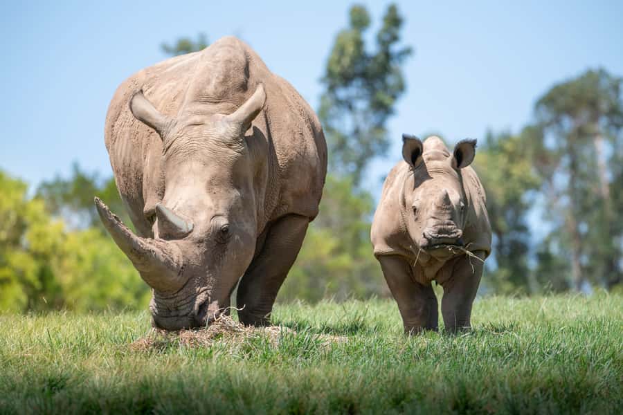 From Brisbane: Australia Zoo Transfer and Entry Ticket - The early Brisbane pickup and one-hour ride