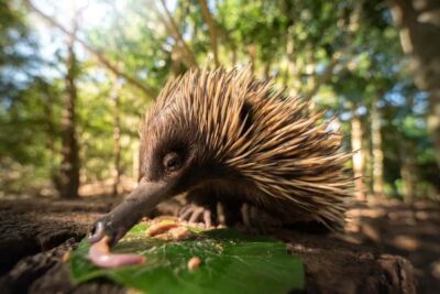 Australia Zoo Transfer and Entry Ticket
