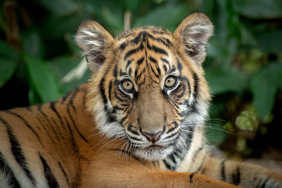 From Brisbane: Australia Zoo Transfer and Entry Ticket - What the tour guide adds
