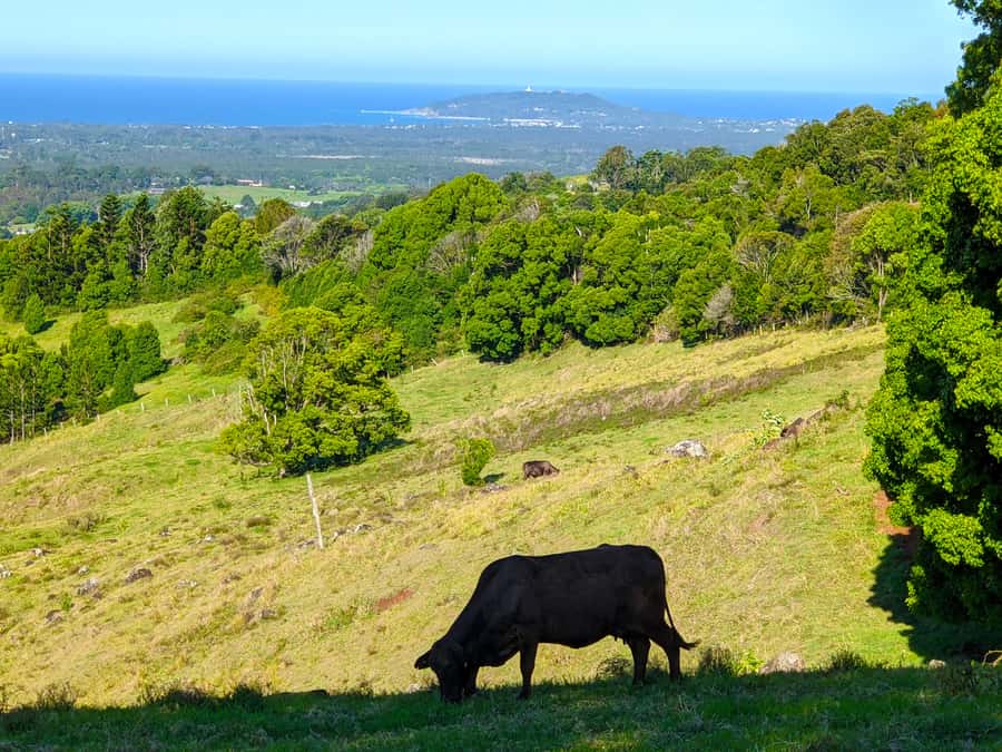 From Brisbane: Byron Bay, Bangalow, and Gold Coast Day Tour - The Gold Coast return stop adds contrast