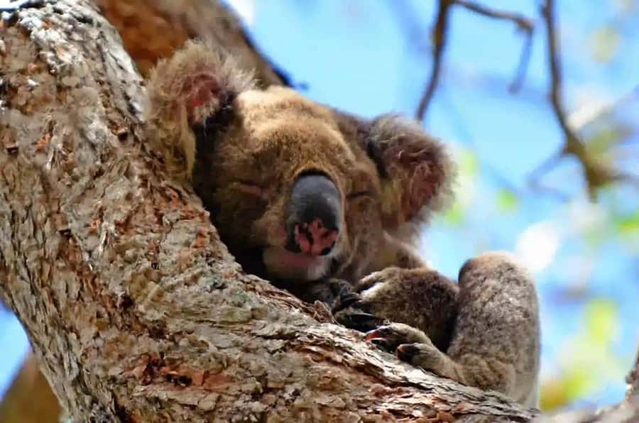 From Brisbane: Gold Coast Day Tour with Lunch - A big Gold Coast day from Brisbane