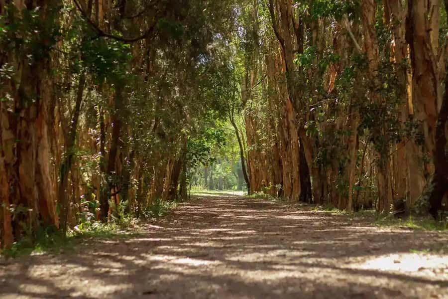 From Brisbane: Gold Coast Day Tour with Lunch - Natural Bridge and Springbrook National Park