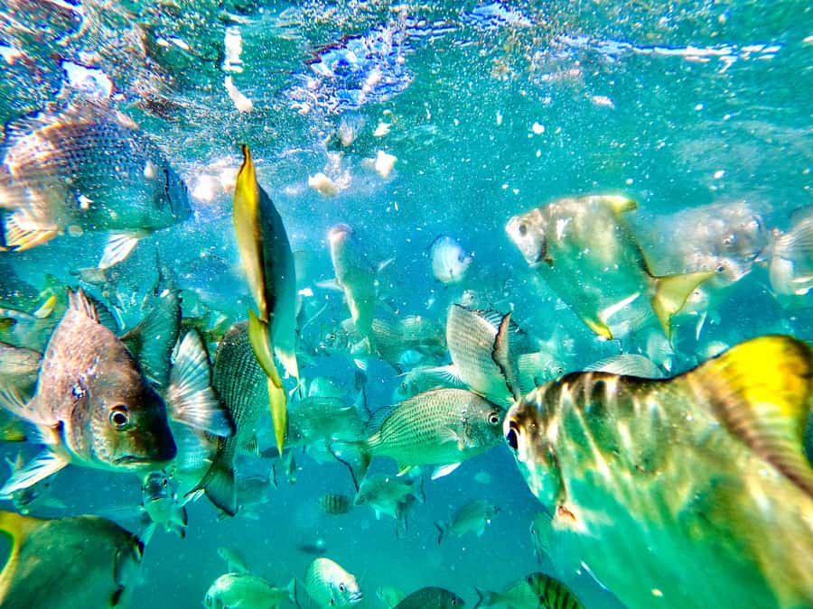From Brisbane: Moreton Island Full-Day Trip - Snorkeling at the Tangalooma Wrecks