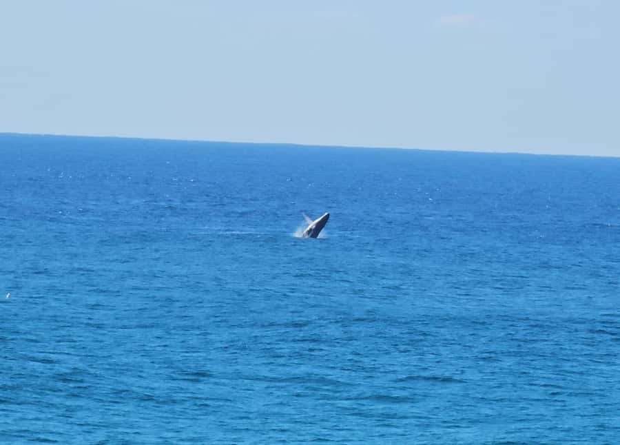 From Brisbane: North Stradbroke Island Wildlife Adventure - Point Lookout gives you time to eat