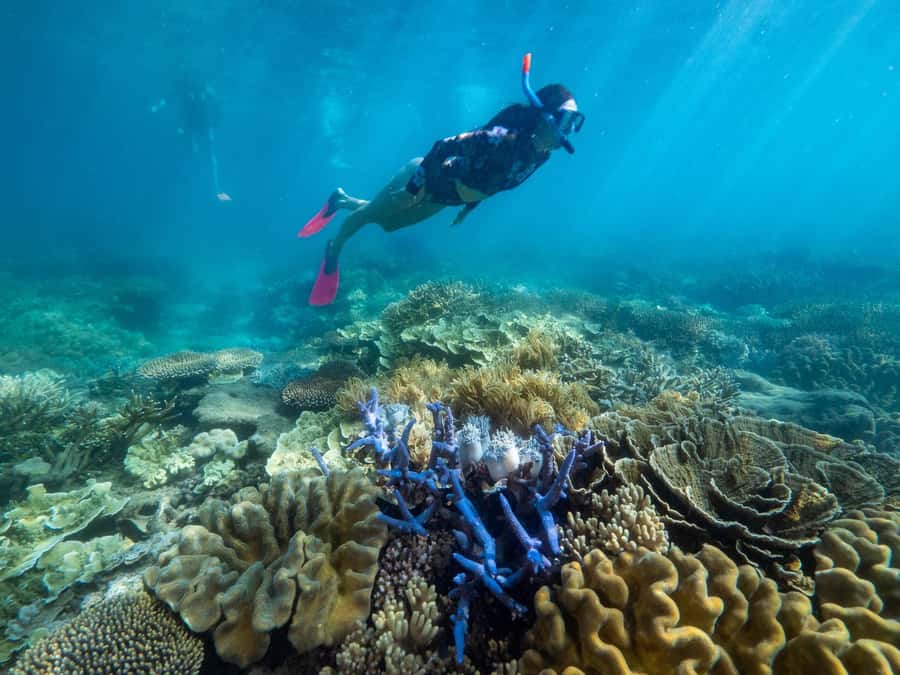 From Cairns: 2 Islands 1 day - Fitzroy & Green Islands - Green Island National Park and the longer beach stop