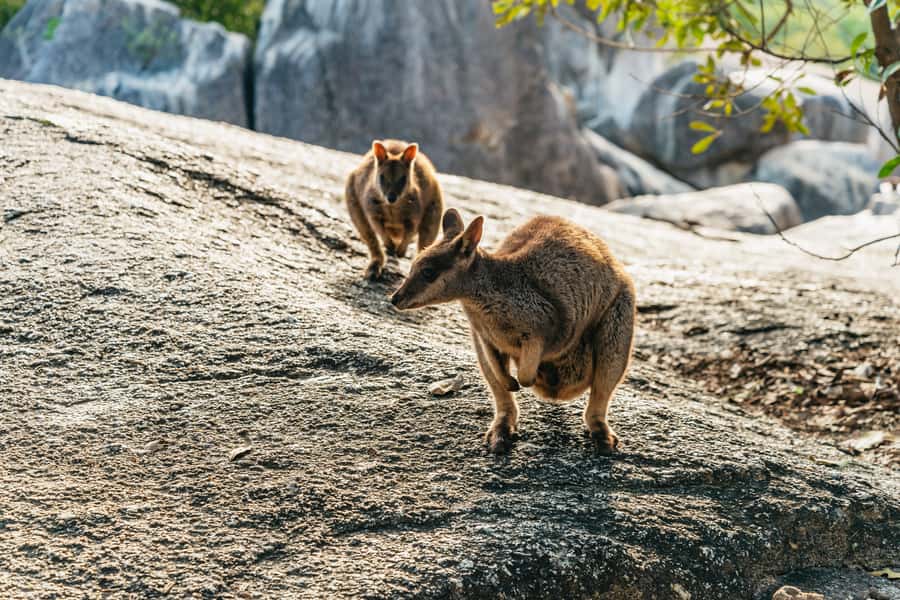 From Cairns: Chillagoe Caves and Outback Full-Day Tour - The road to Chillagoe is part of the experience