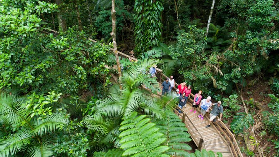 From Cairns: Daintree Rainforest & Cape Tribulation 4WD Tour - Key points to know before booking