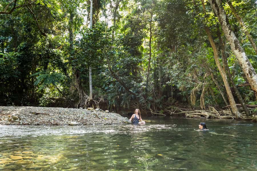 From Cairns: Daintree Rainforest & Cape Tribulation 4WD Tour - A short walk beneath ancient palms