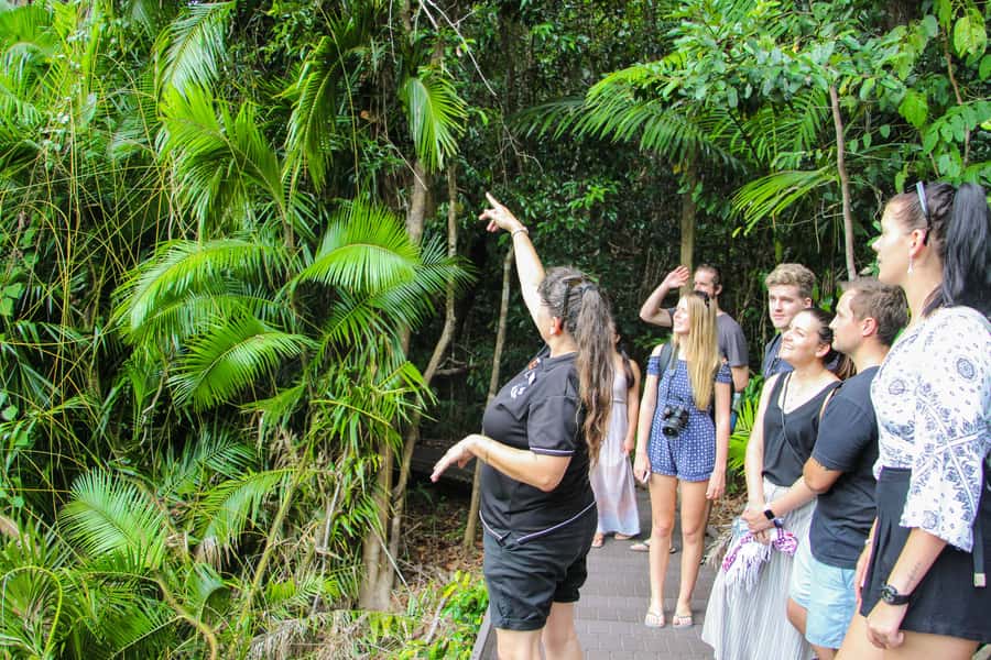 From Cairns: Daintree Wilderness & Cape Tribulation Bus Tour - Crossing the Daintree River by ferry