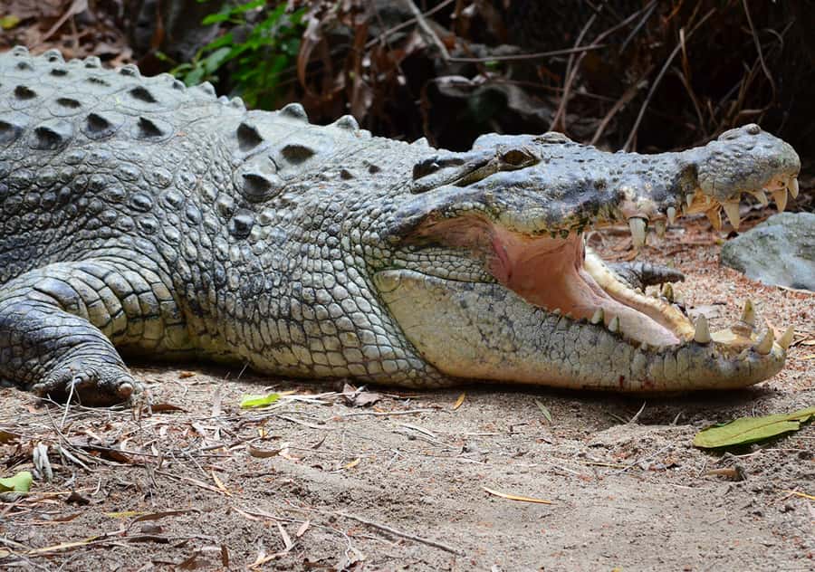 From Cairns: Daintree Wilderness & Cape Tribulation Bus Tour - Lunch near Cape Tribulation