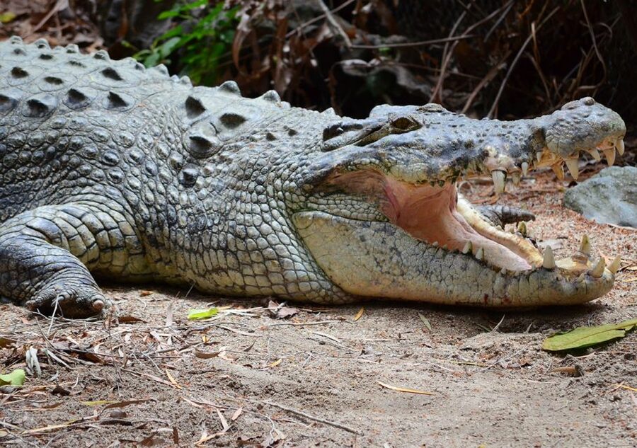 From Cairns: Daintree Wilderness & Cape Tribulation Bus Tour - Cape Tribulation Beach and Alexandra Lookout