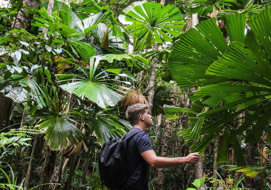 From Cairns: Daintree Wilderness & Cape Tribulation Bus Tour - How the guides shape the day