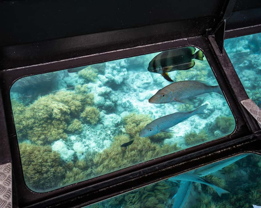 From Cairns: Full-Day Green Island Cruise - Seeing the reef without getting wet