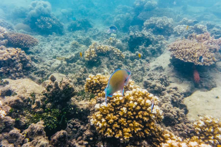 From Cairns: Green Island Full-Day Cruise - Key points to know before you book