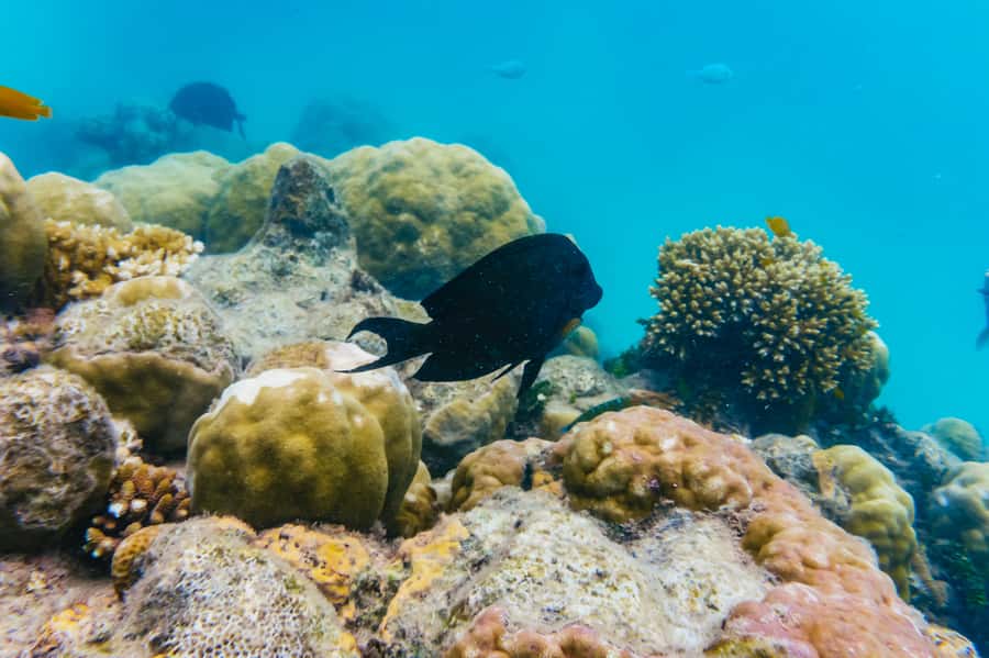 From Cairns: Green Island Full-Day Cruise - Lunch and the shape of the six-hour day