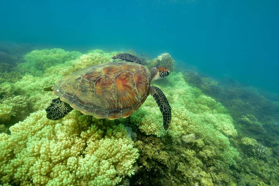 From Cairns: Green Island Full-Day Cruise - Is $77 good value for Green Island?