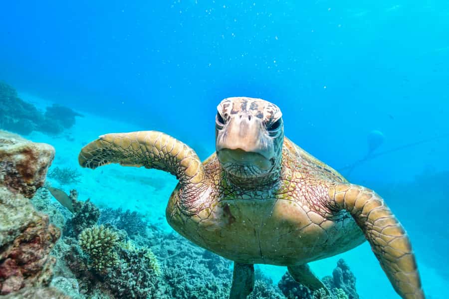 From Cairns: Half-Day Afternoon Cruise to Green Island - Practical ways to make the most of 2 hours and 15 minutes
