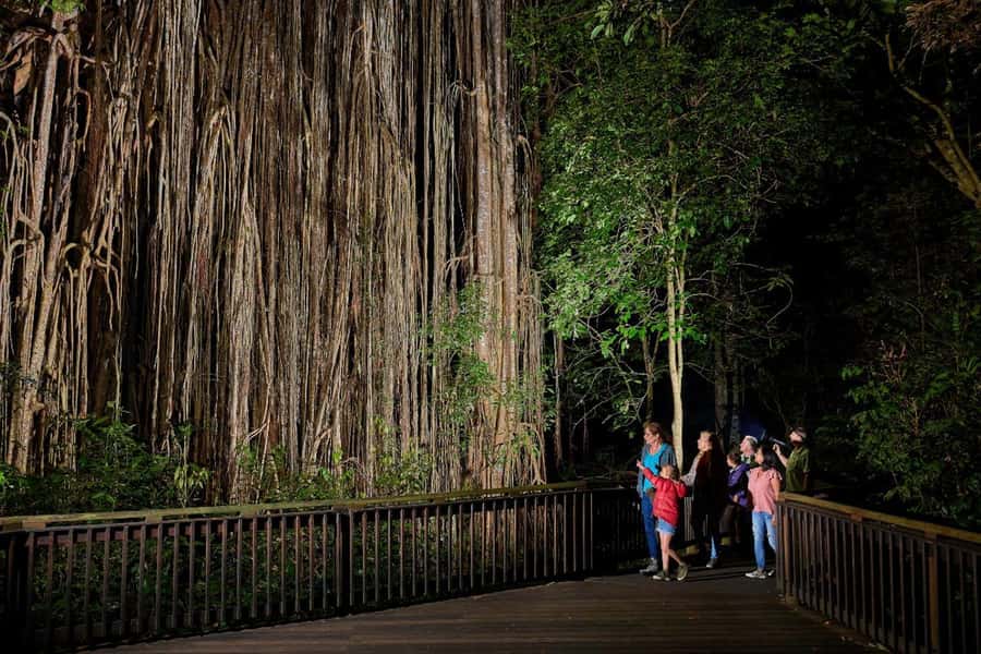 From Cairns: Rainforest & Nocturnal Wildlife Tour - Leaving Cairns for the Atherton Tablelands