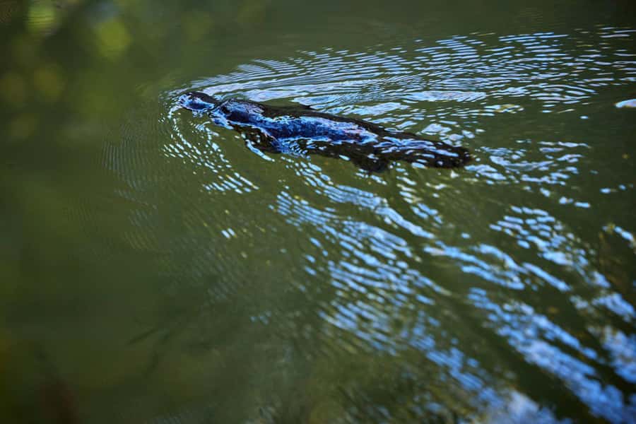 From Cairns: Rainforest & Nocturnal Wildlife Tour - Cathedral Fig Tree and Lake Barrine