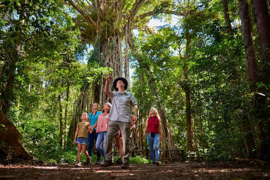 From Cairns: Rainforest & Nocturnal Wildlife Tour - Spotlighting for tree-kangaroos and possums