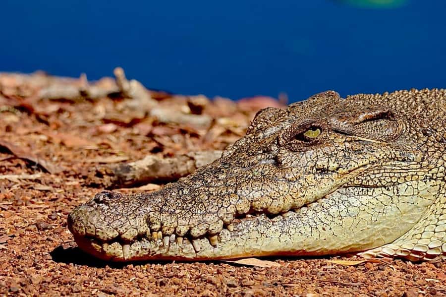 From Darwin: Kakadu National Park Full Day Tour - Why This Day Trip Works for Kakadu