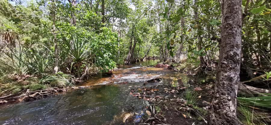 From Darwin: Litchfield National Park Small-Group Day Trip - Lunch, supplies, and what the $142 price really covers