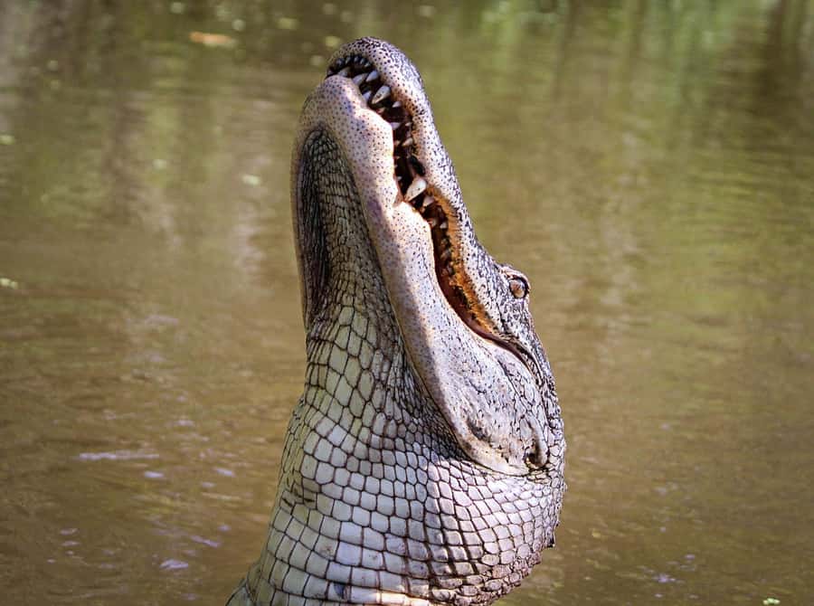 From Darwin: Litchfield Park Tour & Jumping Crocodile Cruise - Why this Darwin day trip works so well