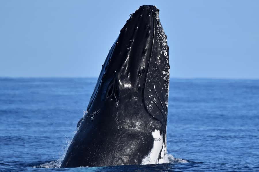 From Fremantle: 2-Hour Luxury Whale-Watching Cruise - Key points at a glance