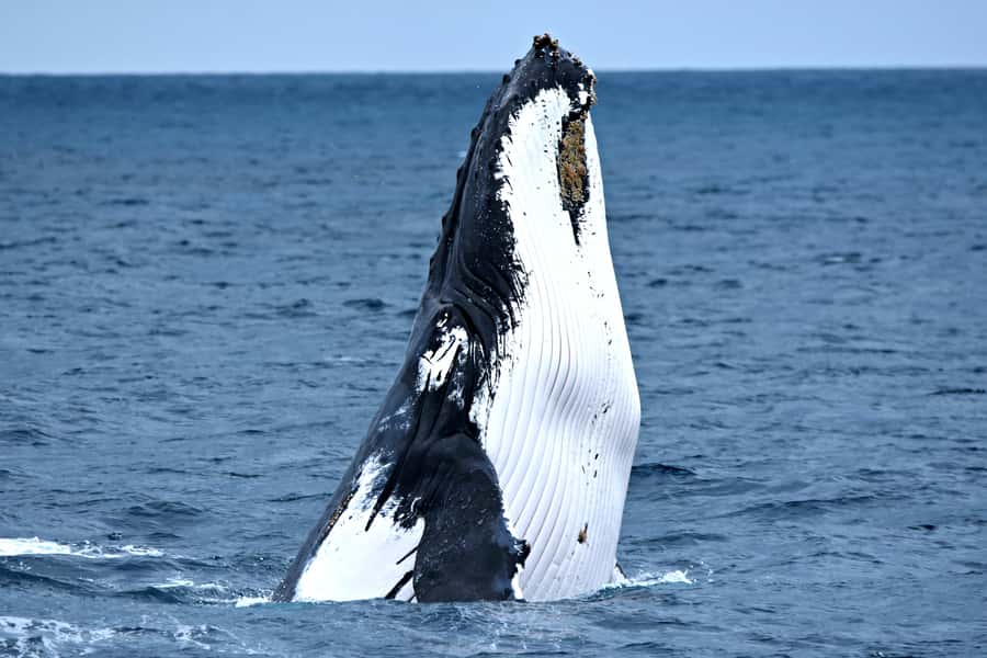 From Fremantle: 2-Hour Luxury Whale-Watching Cruise - Leaving from Sardine Jetty in Fremantle