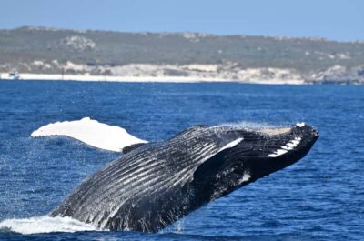 2-Hour Luxury Whale-Watching Cruise