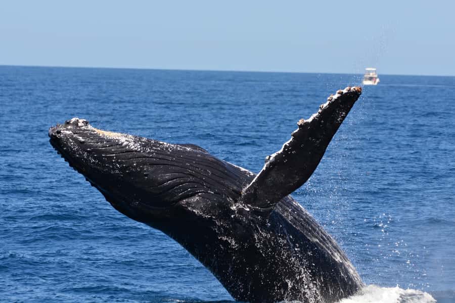 From Fremantle: 2-Hour Luxury Whale-Watching Cruise - Commentary that adds meaning to each sighting