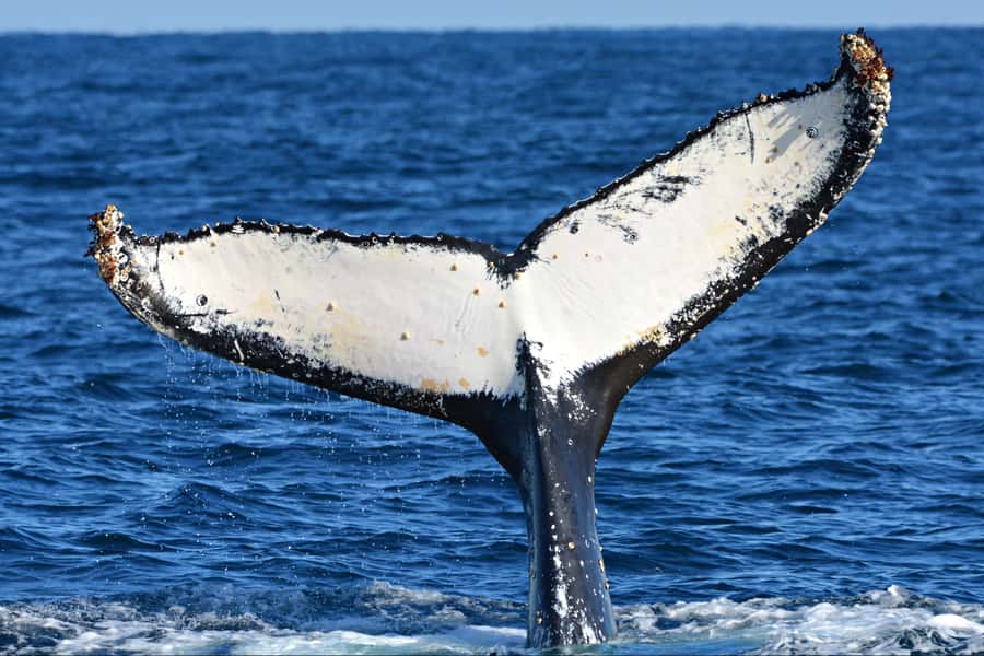 From Fremantle: 2-Hour Luxury Whale-Watching Cruise - Seasickness is the one real concern