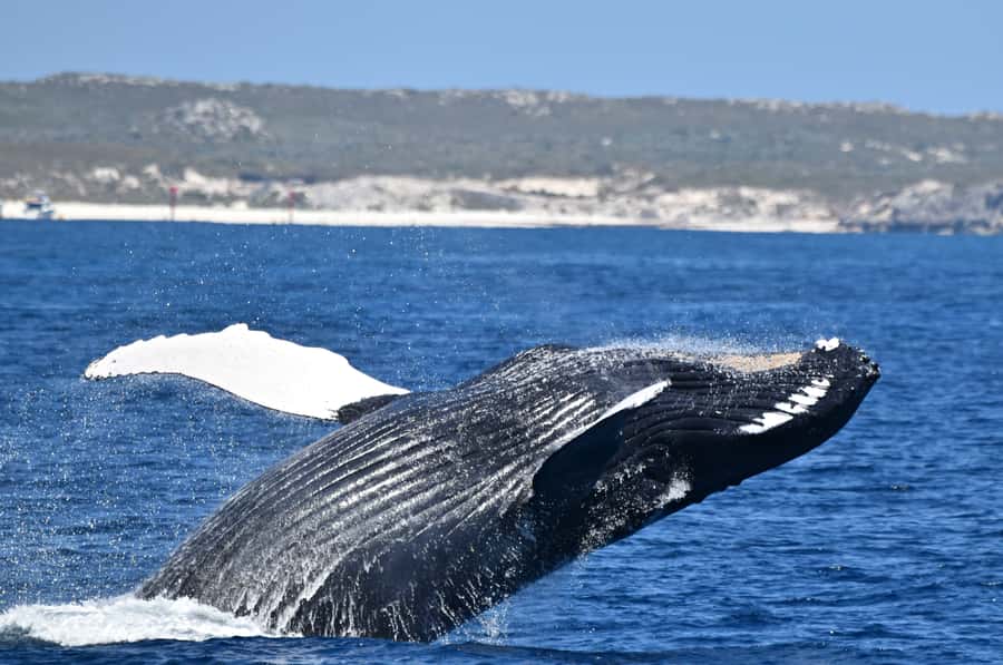 From Fremantle: 2-Hour Luxury Whale-Watching Cruise - Why the Steep Point makes a difference