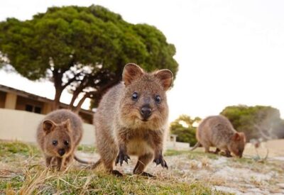 Rottnest Island Ferry and Bike Day Tour
