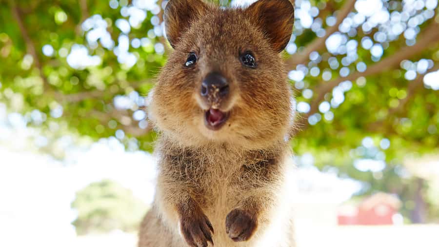 From Fremantle: Rottnest Island Ferry & Bus Day Tour - Free time for swimming, lunch, or a bike ride