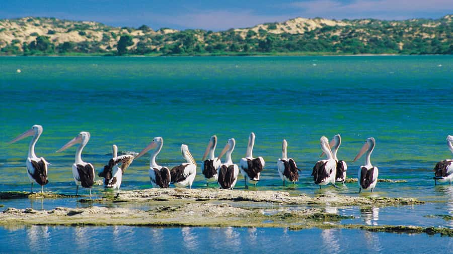From Goolwa: Half-Day Coorong Experience - Past the Coorong Shacks into Storm Boy country