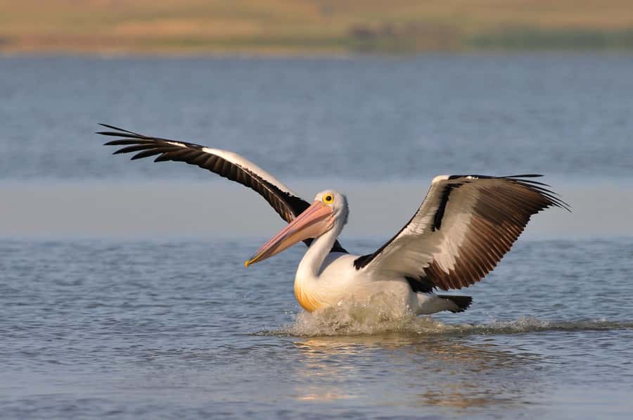 From Goolwa: Murray Mouth Cruise - Following the Murray toward the Southern Ocean